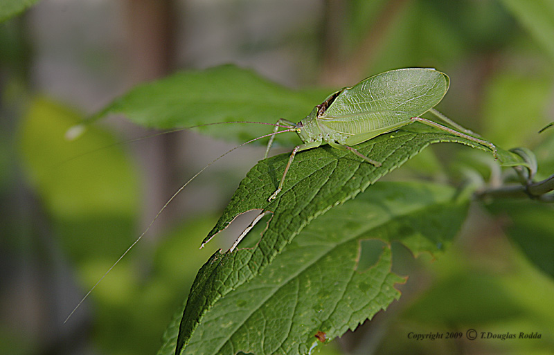 Katydid